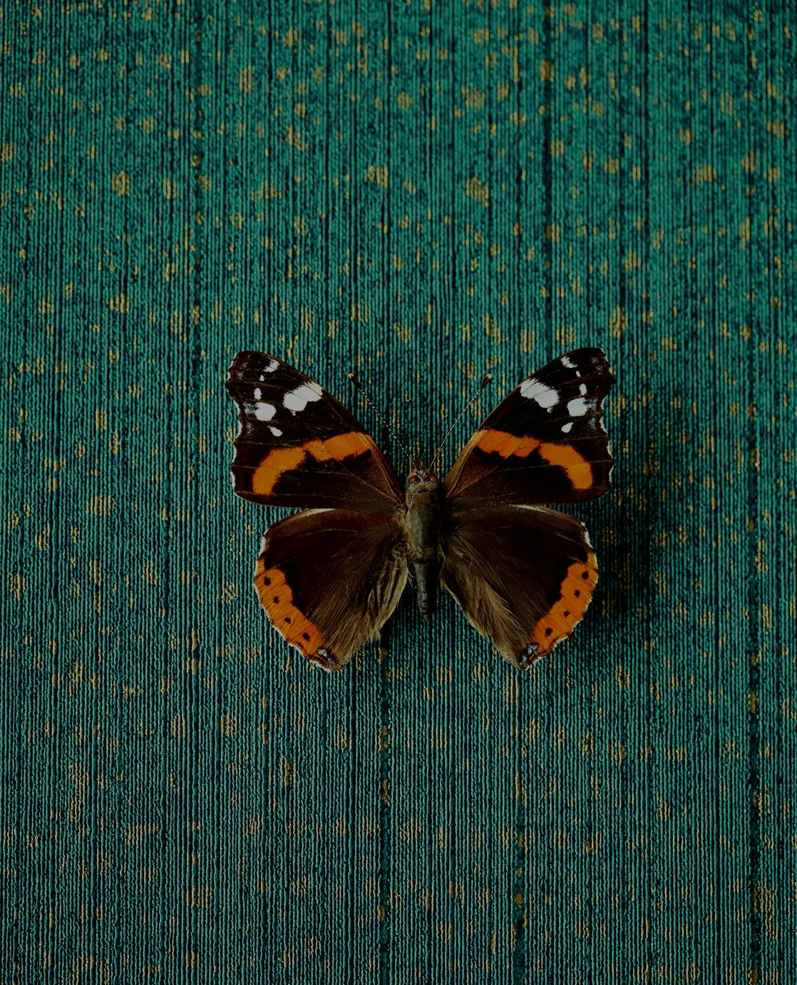 Miniatuur 2